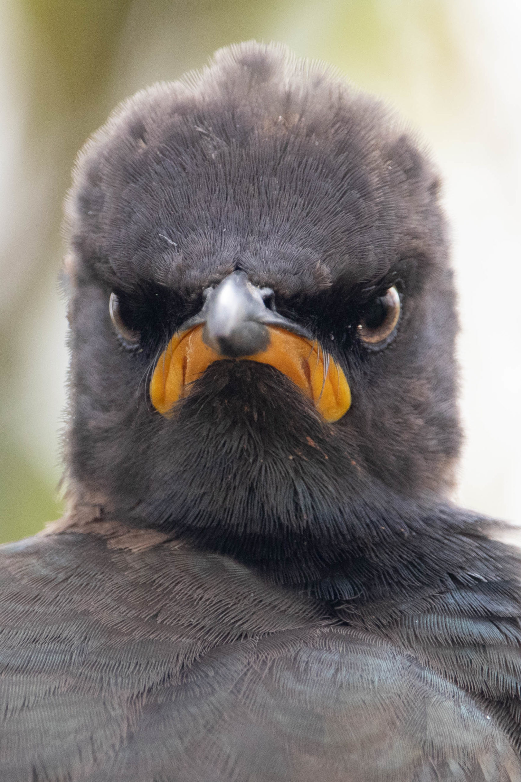 Pied starling looking unimpressed