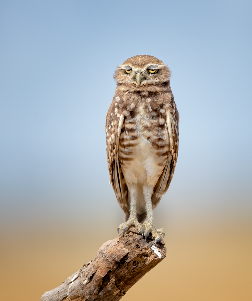 A burrowing owl with eyes half closed