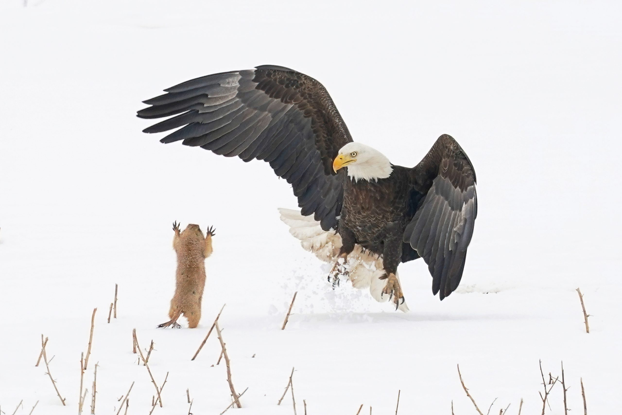 A bald eagle and prairie dog facing each other in the snow
