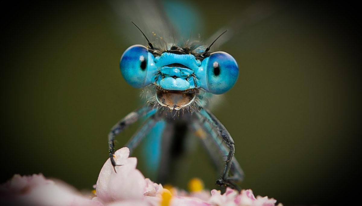 A dragonfly looks into the camera