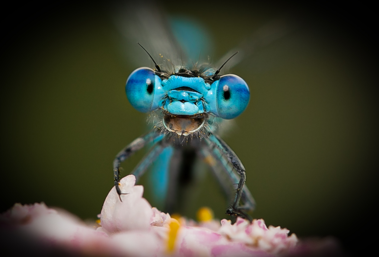 A dragonfly looks into the camera