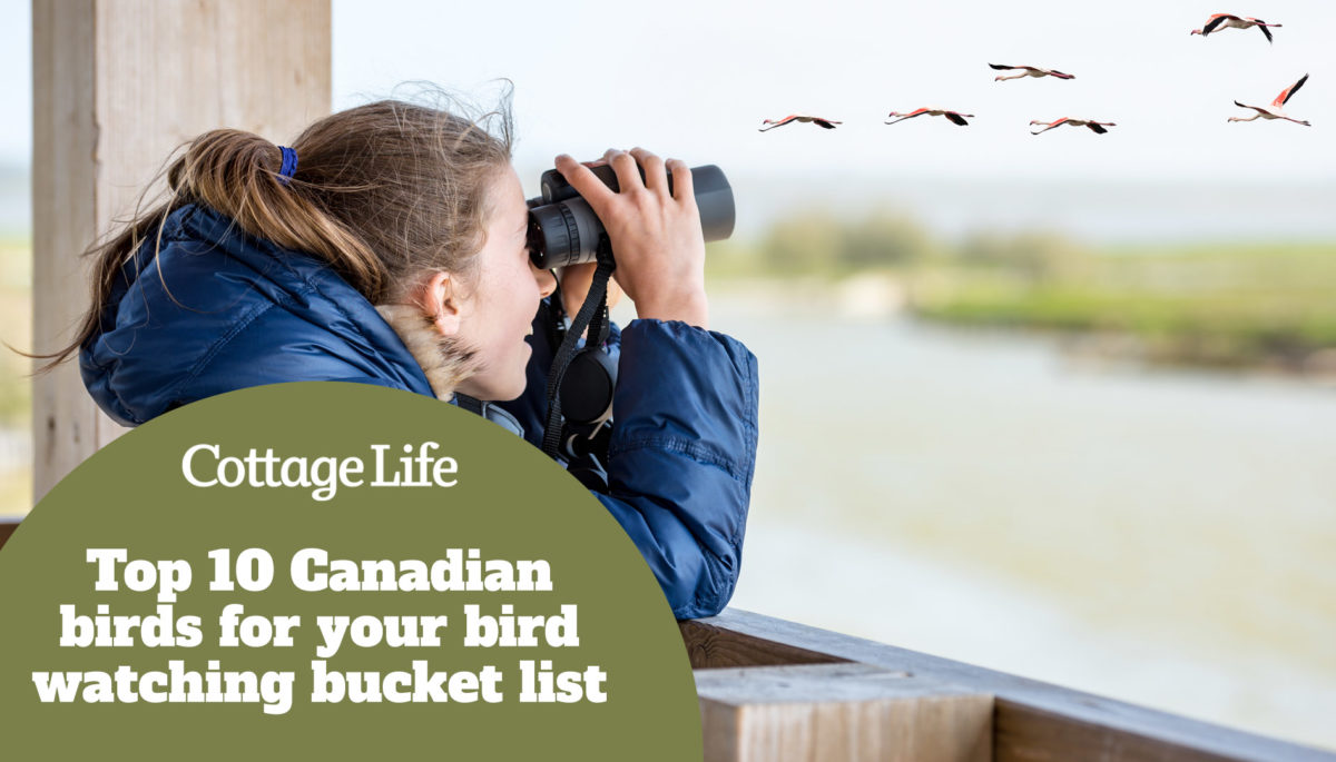 Young girl bird watching