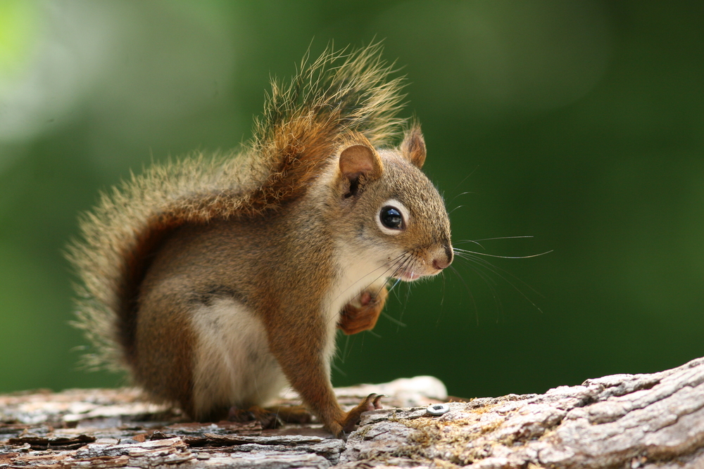 American,Red,Squirrel,(tamiasciurus,Hudsonicus),-,Ontario,,Canada