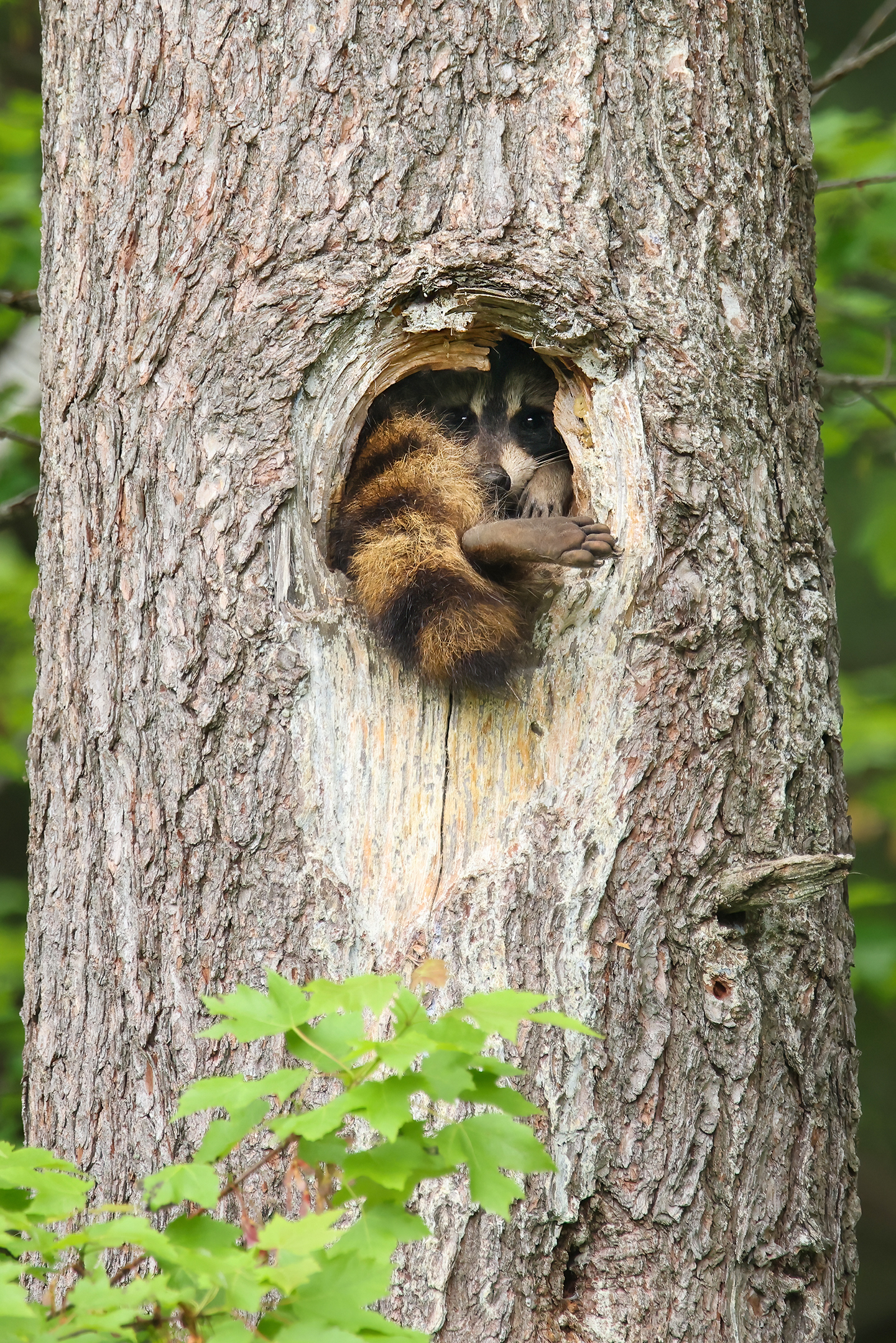 Raccoon barely fitting in the hollow of a tree
