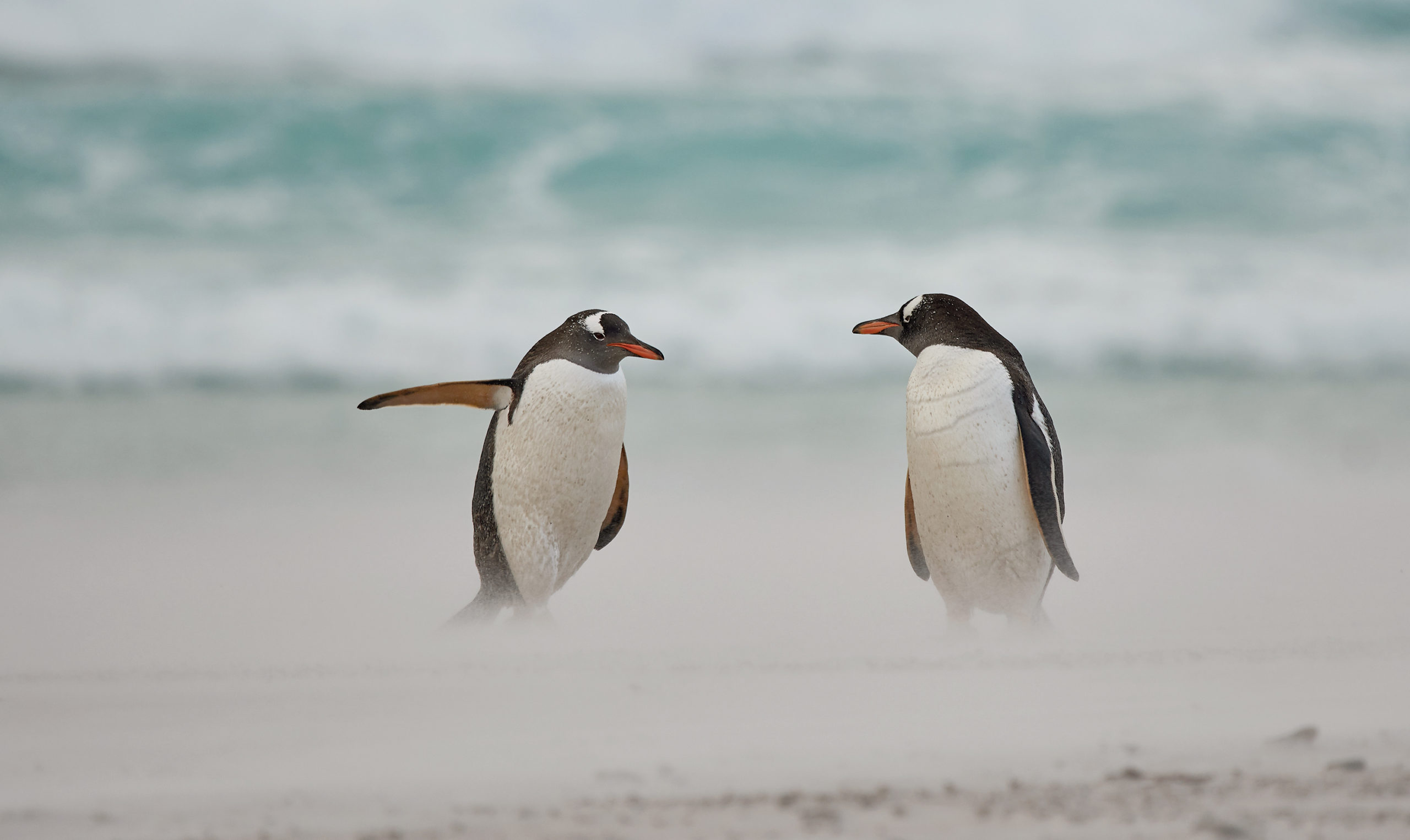 Two penguins facing each other while one lifts its arm