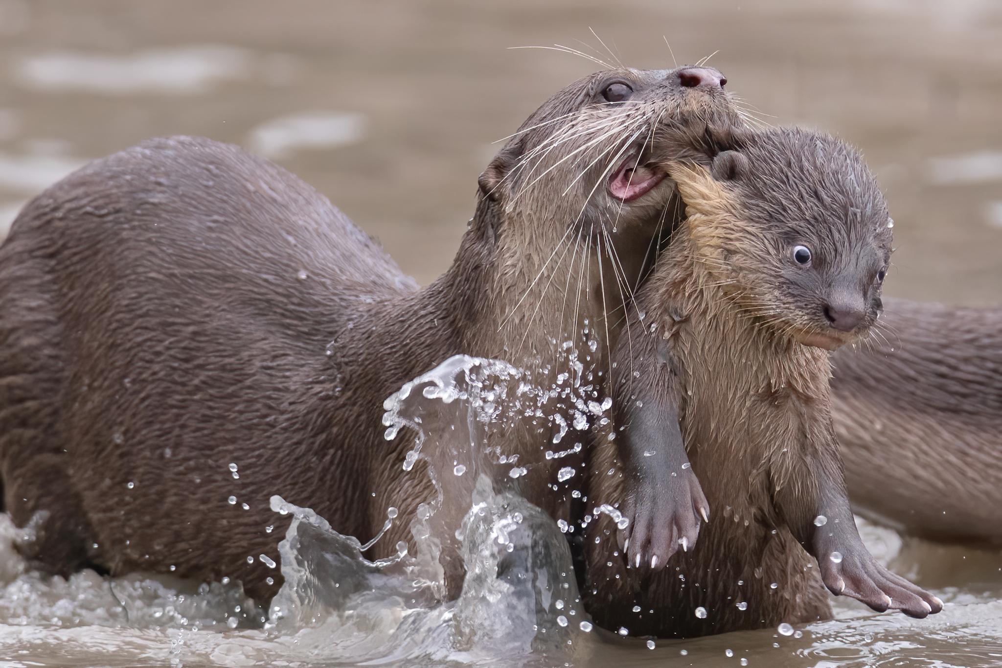 A smooth-coated otter holding its baby by teeth in water