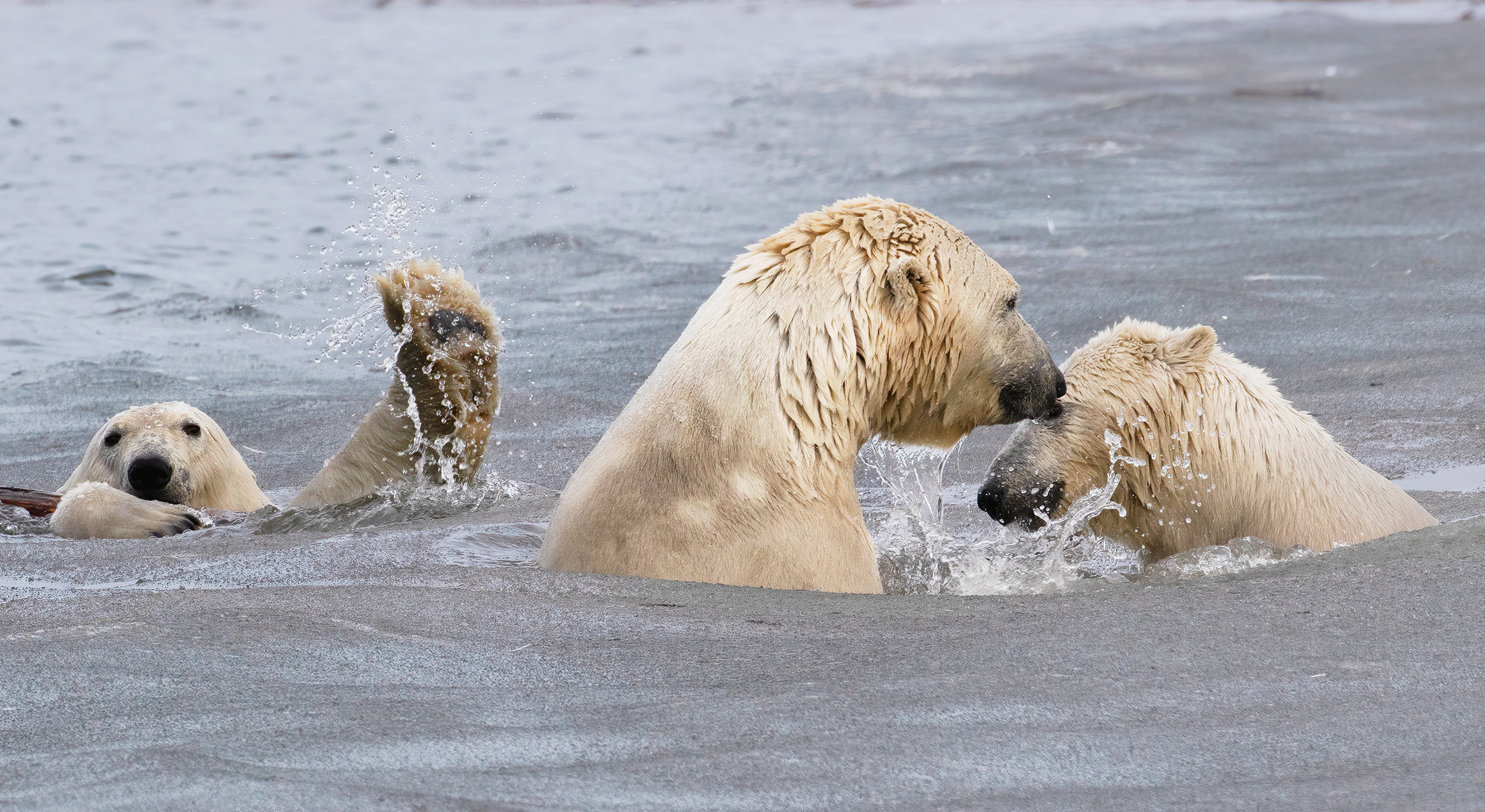 Polar bear mom and cubs in the icy waters of the Arctic