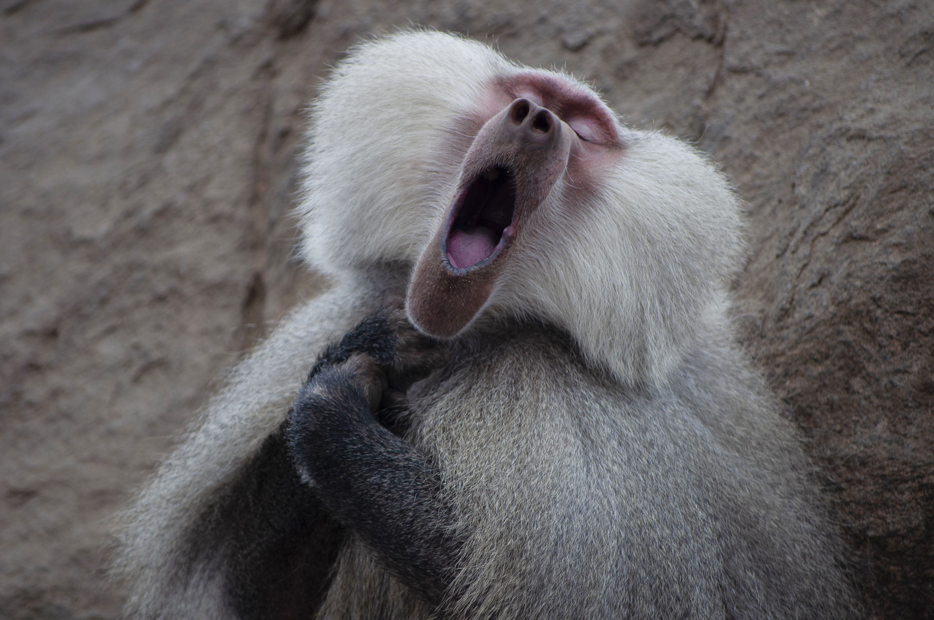 A hamadryas baboon yawning with eyes closed