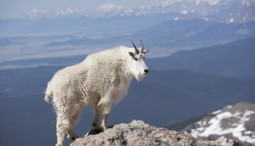 Mountain Goat