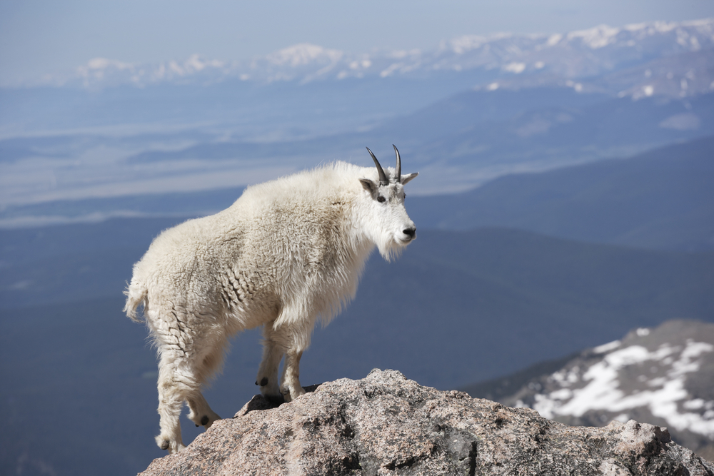 Mountain Goat