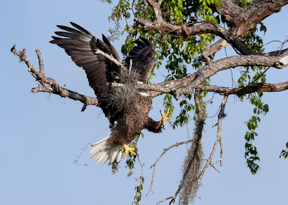 A bald eagle crashes into a tree branch mid-flight