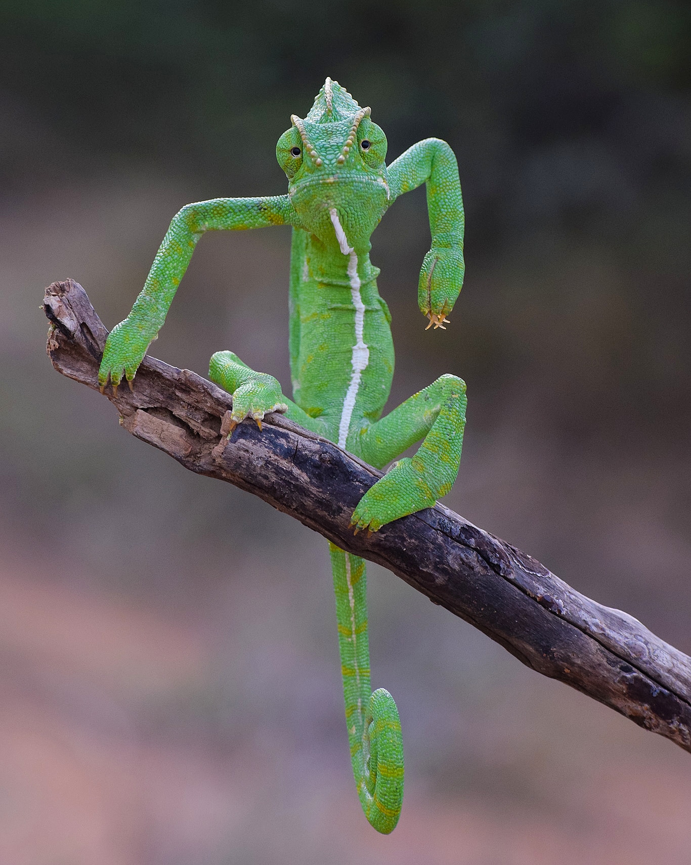 Indian chameleon sitting on a branch