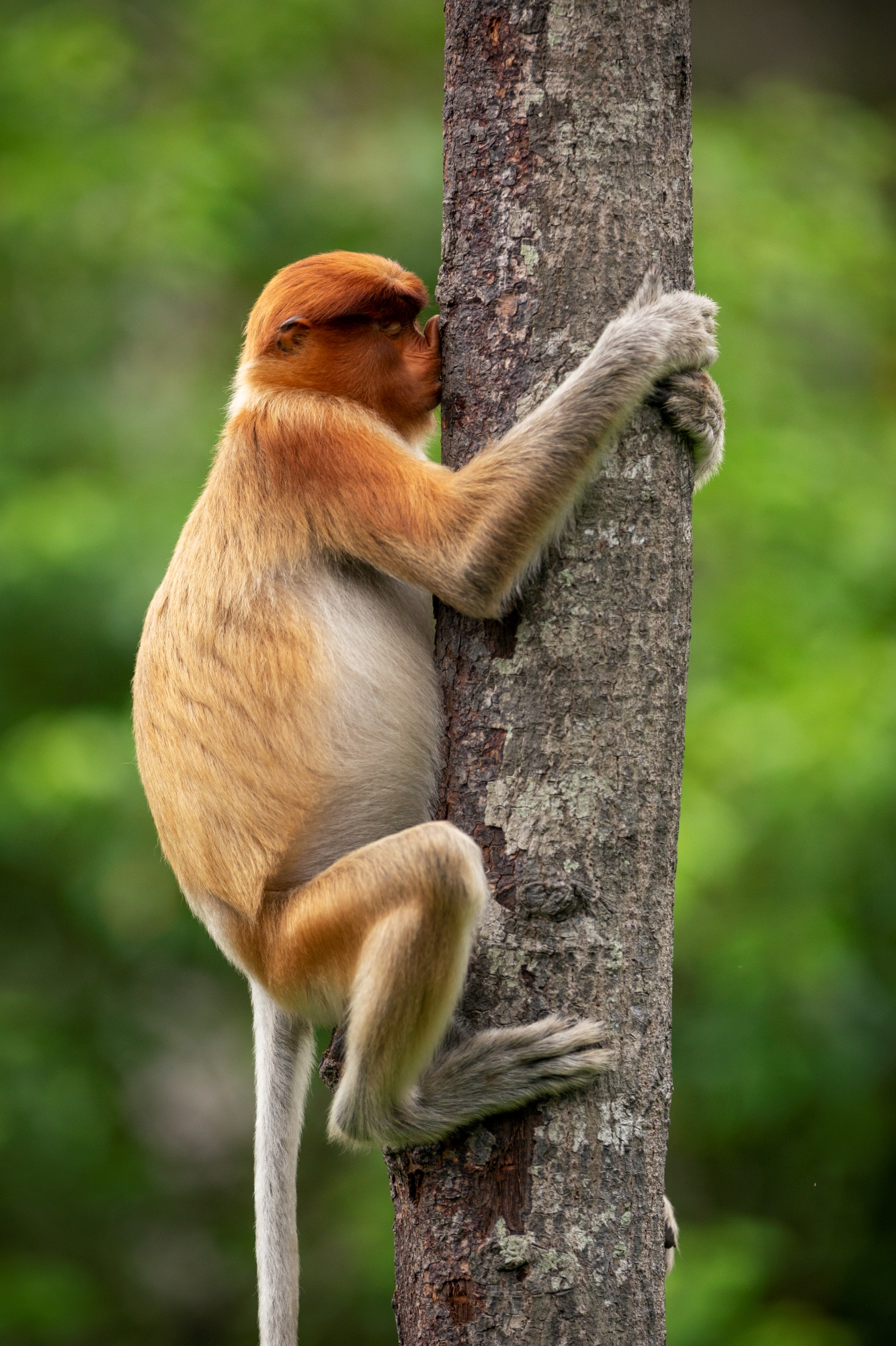A monkey hugging a tree branch