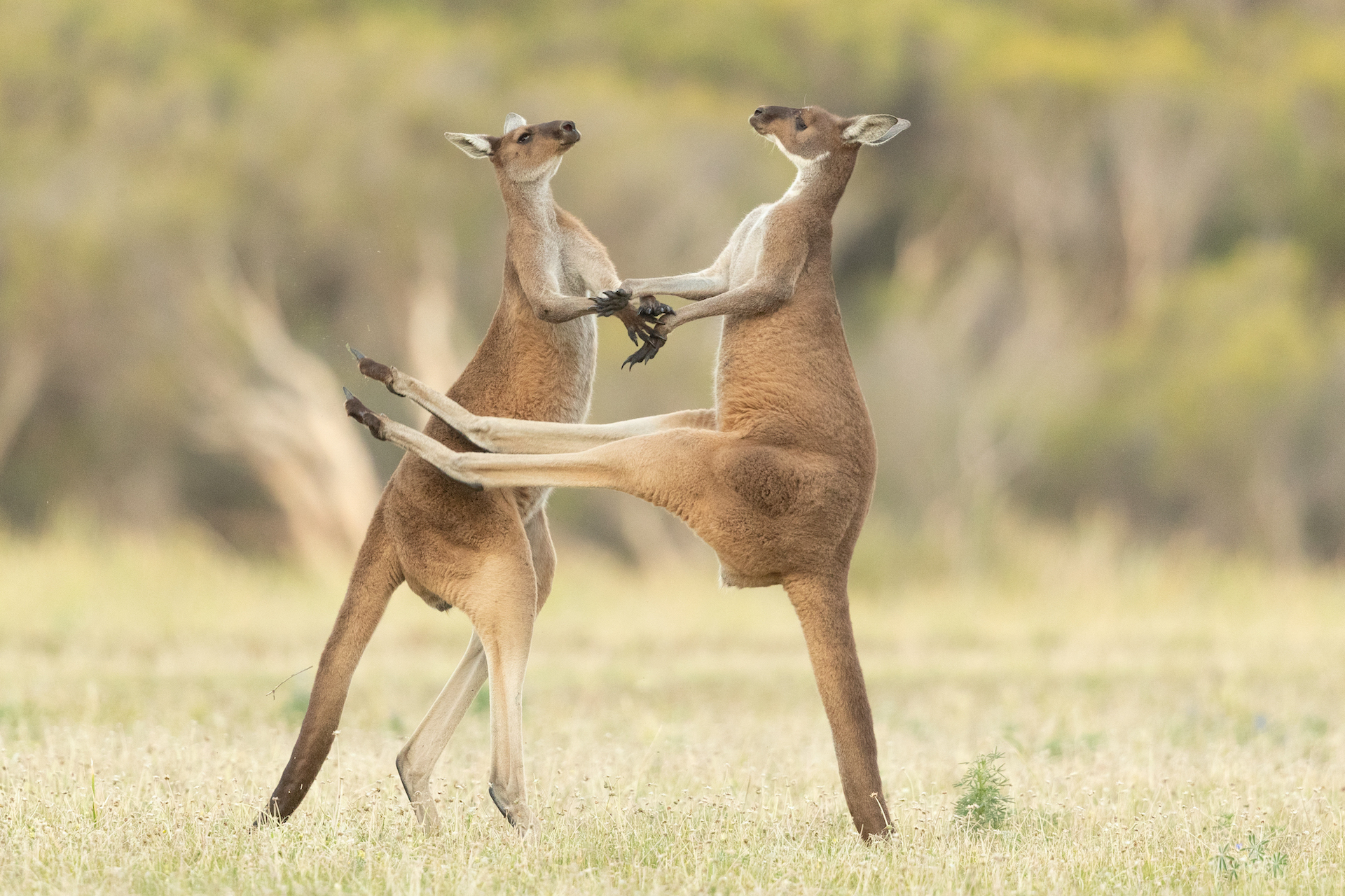 One kangaroo kicks the air while the other stands facing him