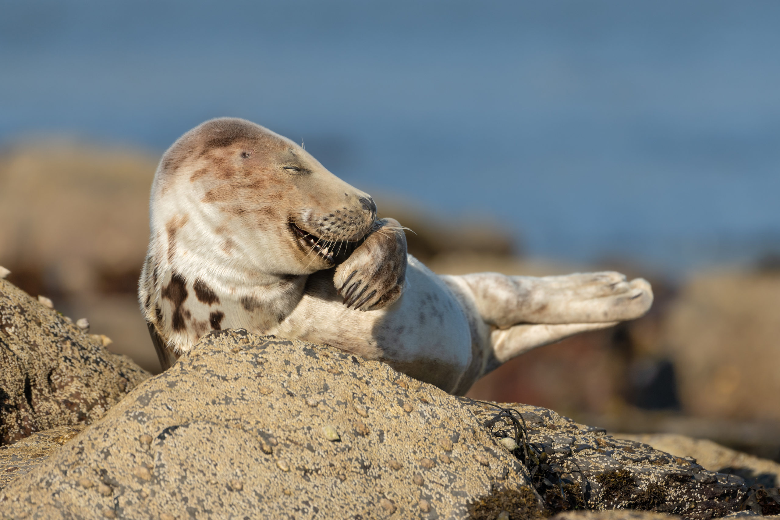 A grey seal yawning but gives the impression of laughing
