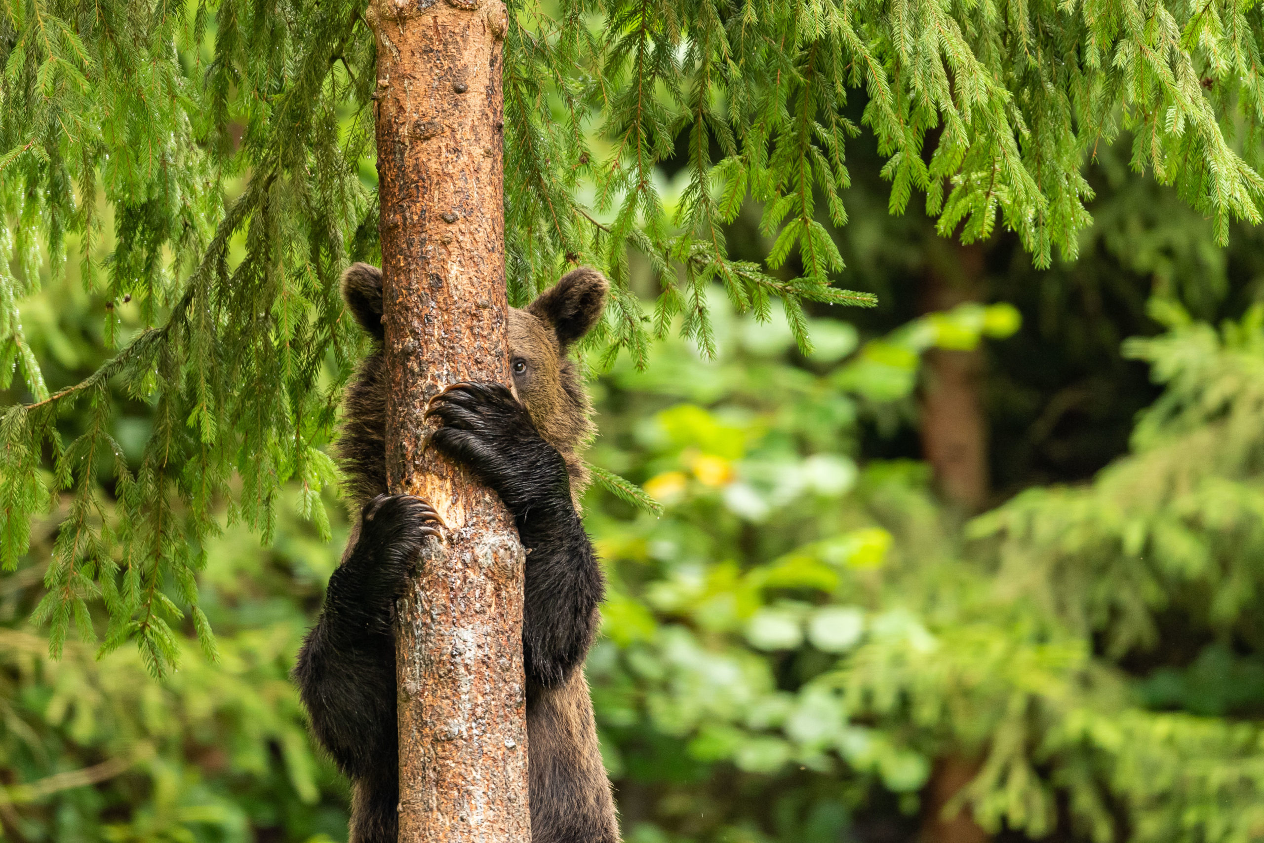 A bear standing behind a tree