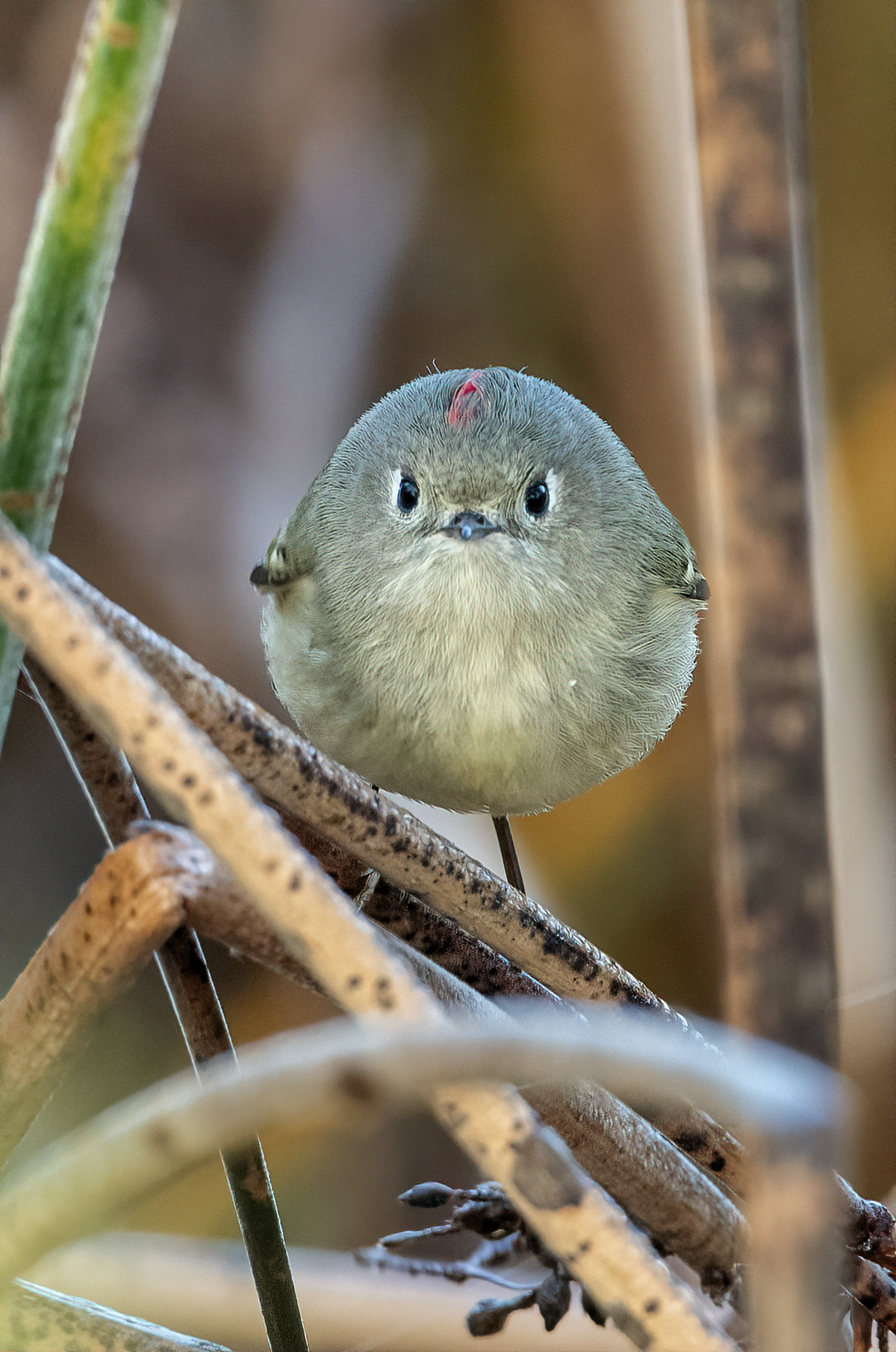 A close-up shot of ruby-crowned kinglet