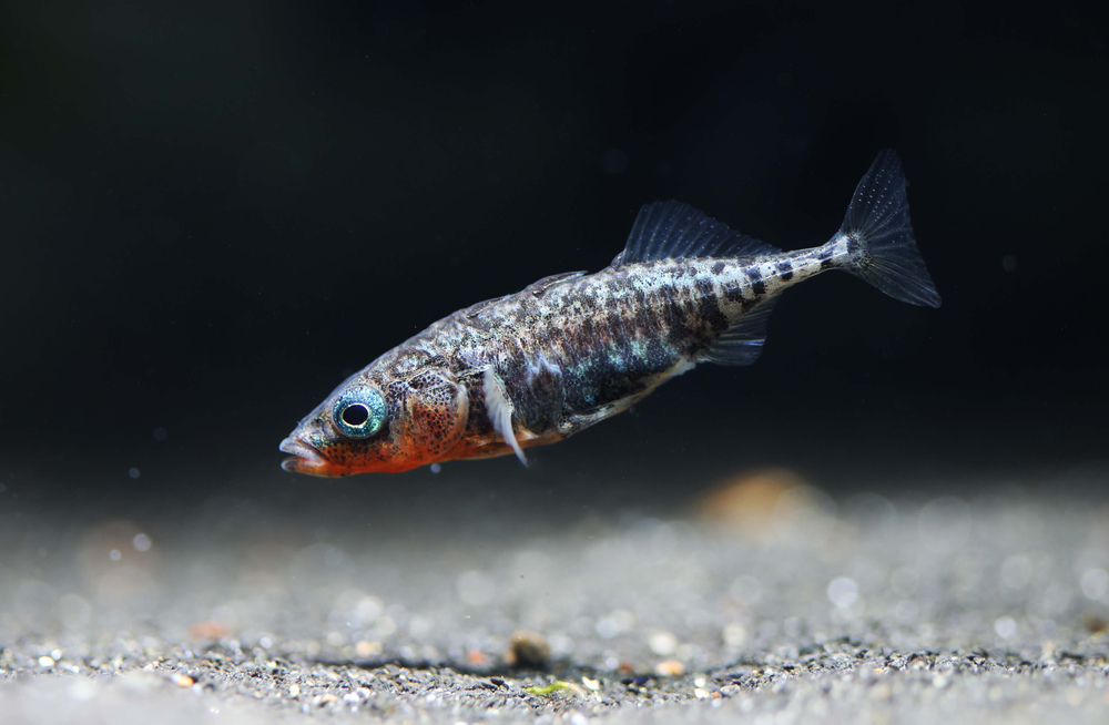 Male,Three-spined,Stickleback,(gasterosteus,Aculeatus)