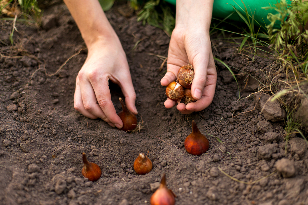 Planting flower bulbs in the soil by hand, yard