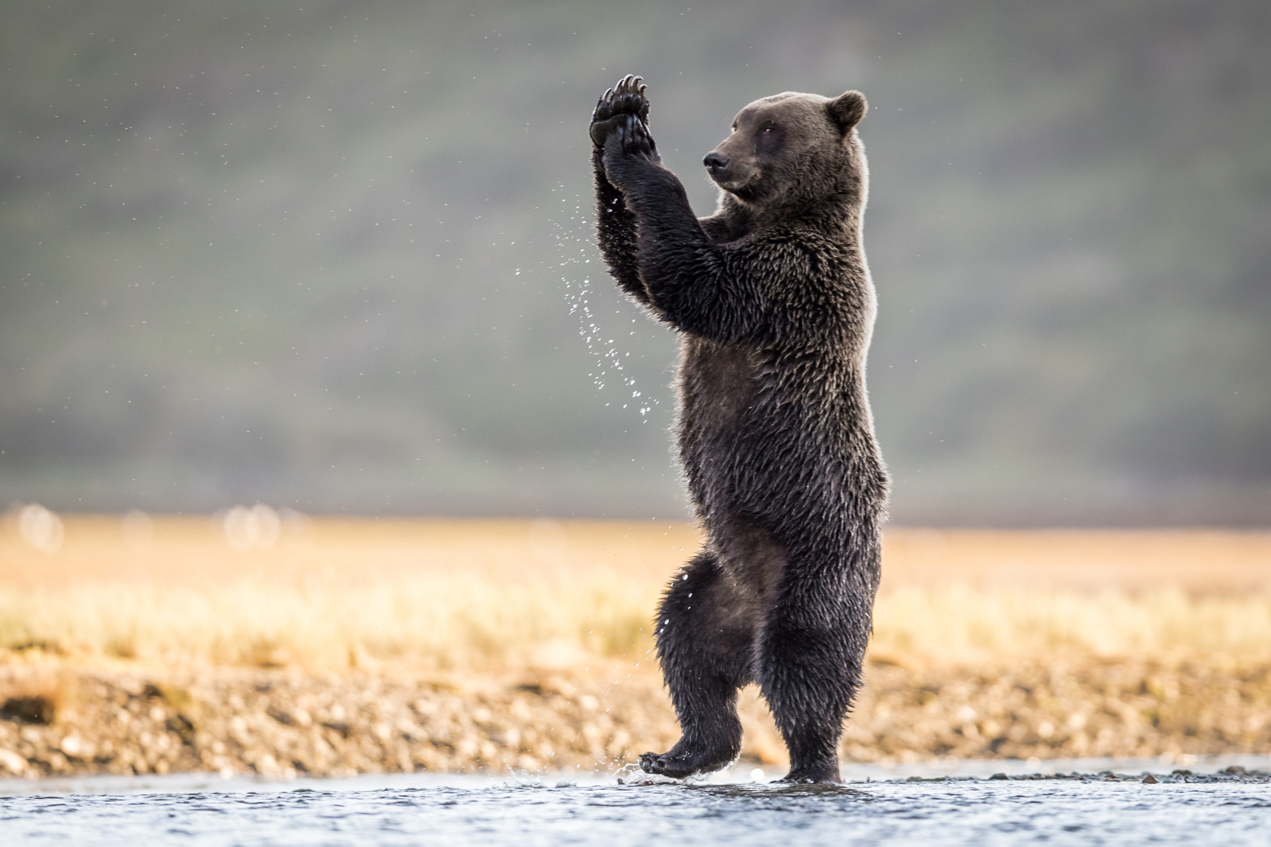 A grizzly bear standing in the water with hands clapped together