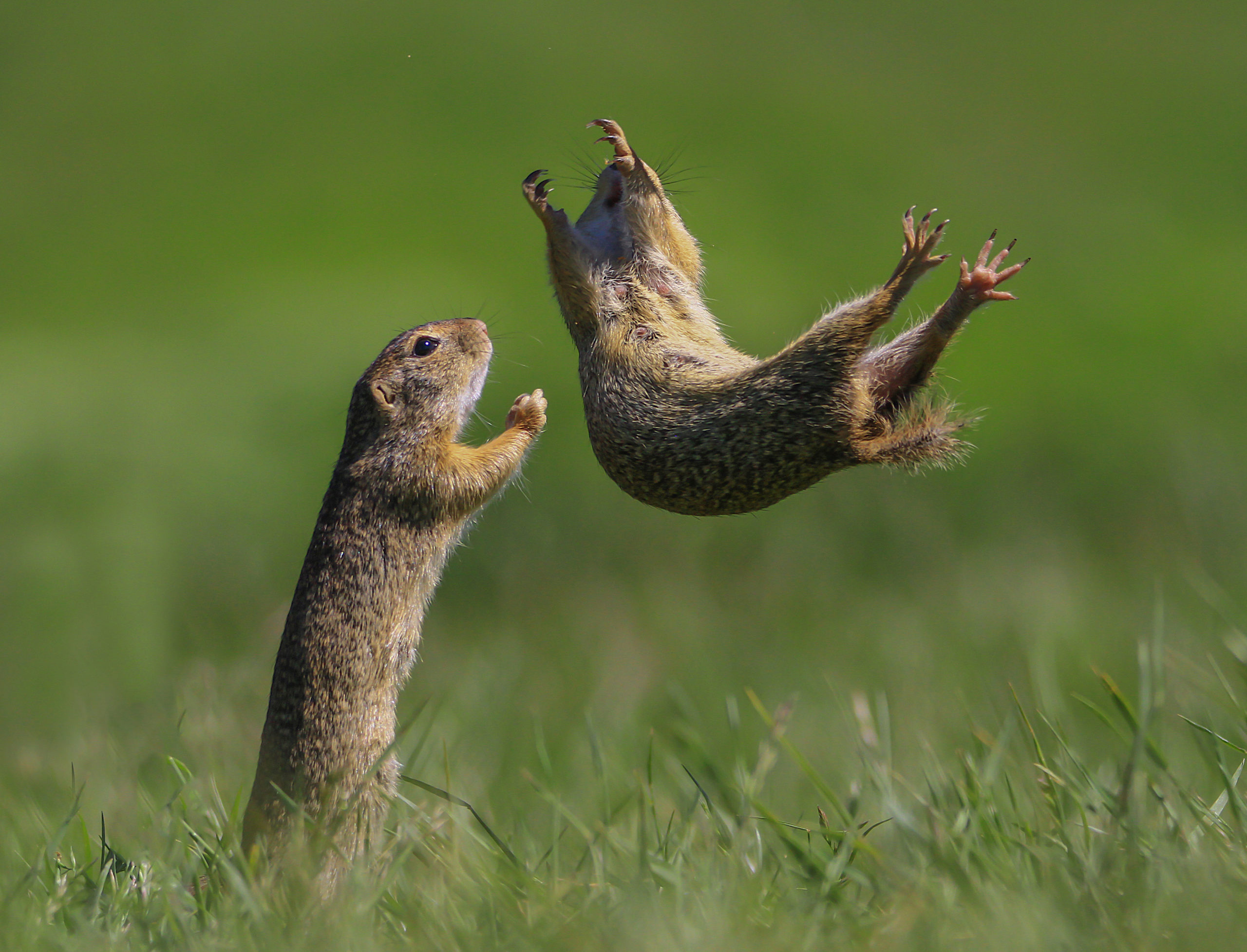 A squirrel jumps in the air while the other appears ready to catch it