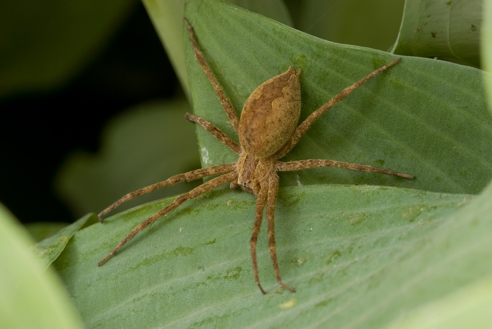 A,Nursery,Web,Spider,(pisaurina,Mira),Rests,On,A,Hosta