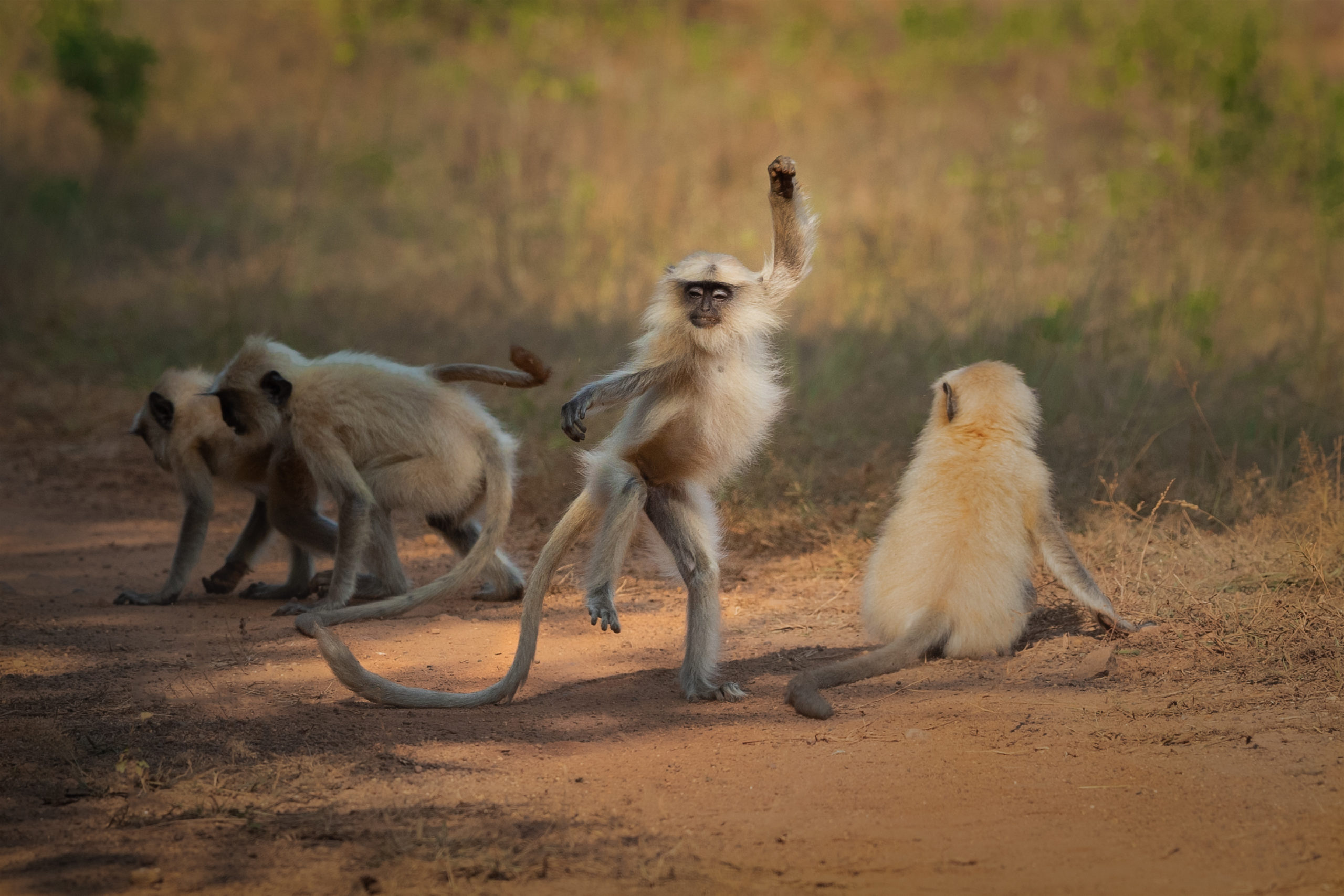 A young langur sways its body to give an impression that its dancing.