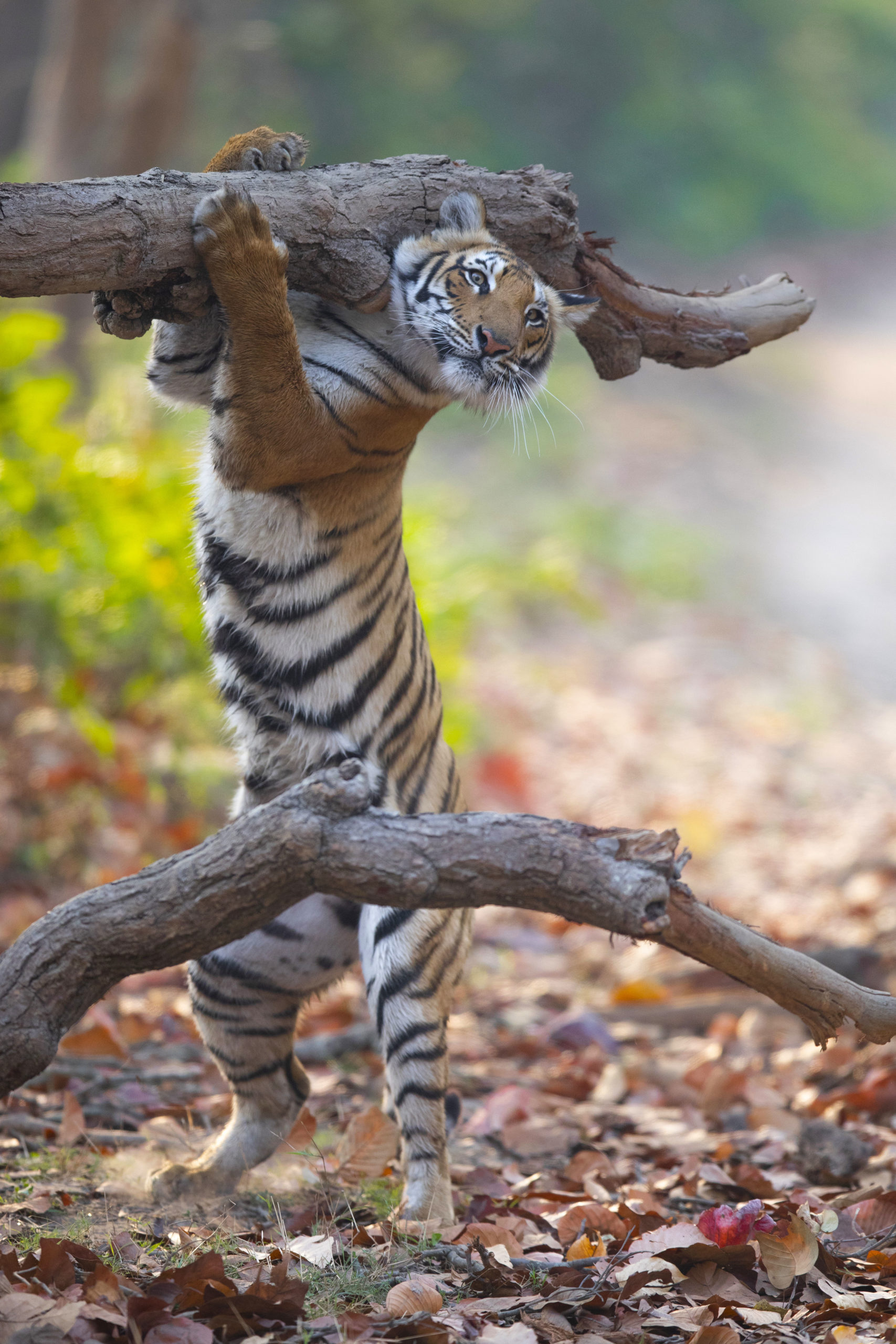 Tiger standing on its hind limbs to grab a branch