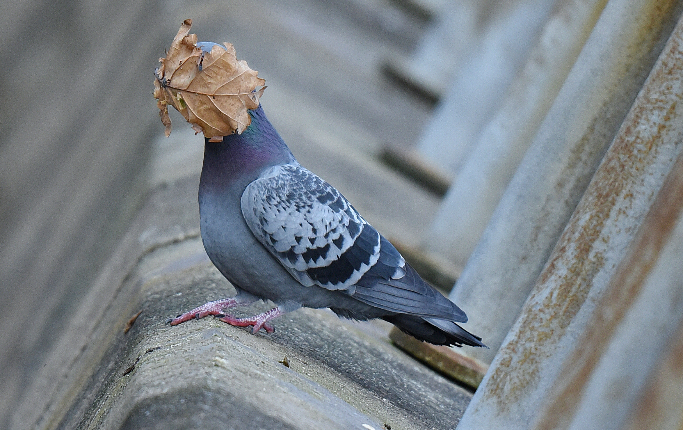 A dried up leaf hits a pigeon in the face