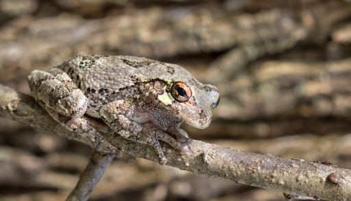 A gray treefrog on a branch