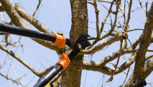A close-up of pruning shears used in tree maintenance
