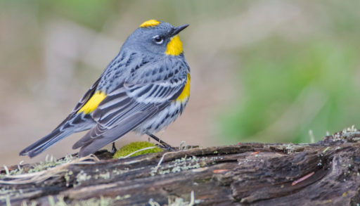 A male yellow-rumped warbler resting on a log