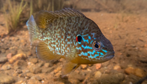 A male pumpkinseed sunfish guarding its nest