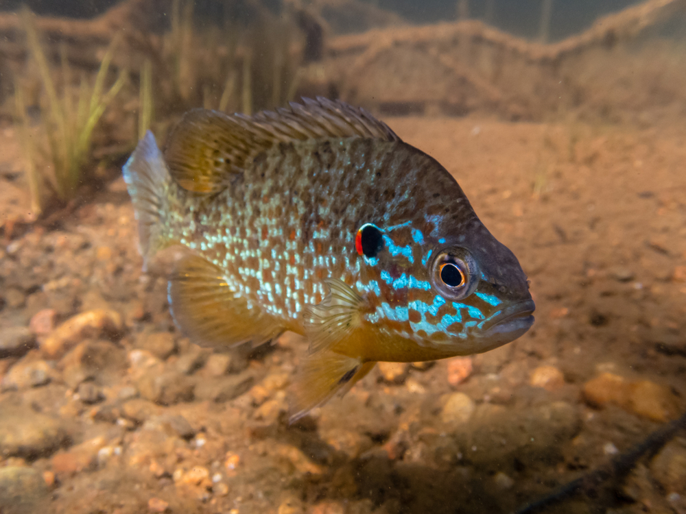 A male pumpkinseed sunfish guarding its nest