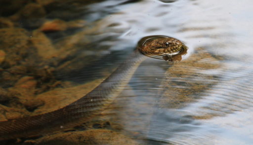 A northern water snake swimming in a lake