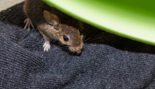 A brown mouse hiding on a grey blanket