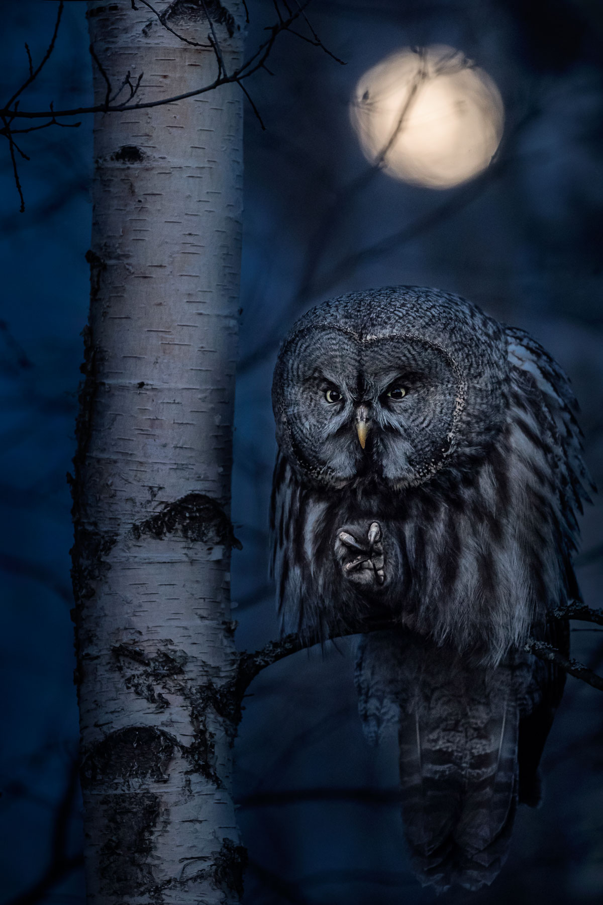 Grey owl pictured at night