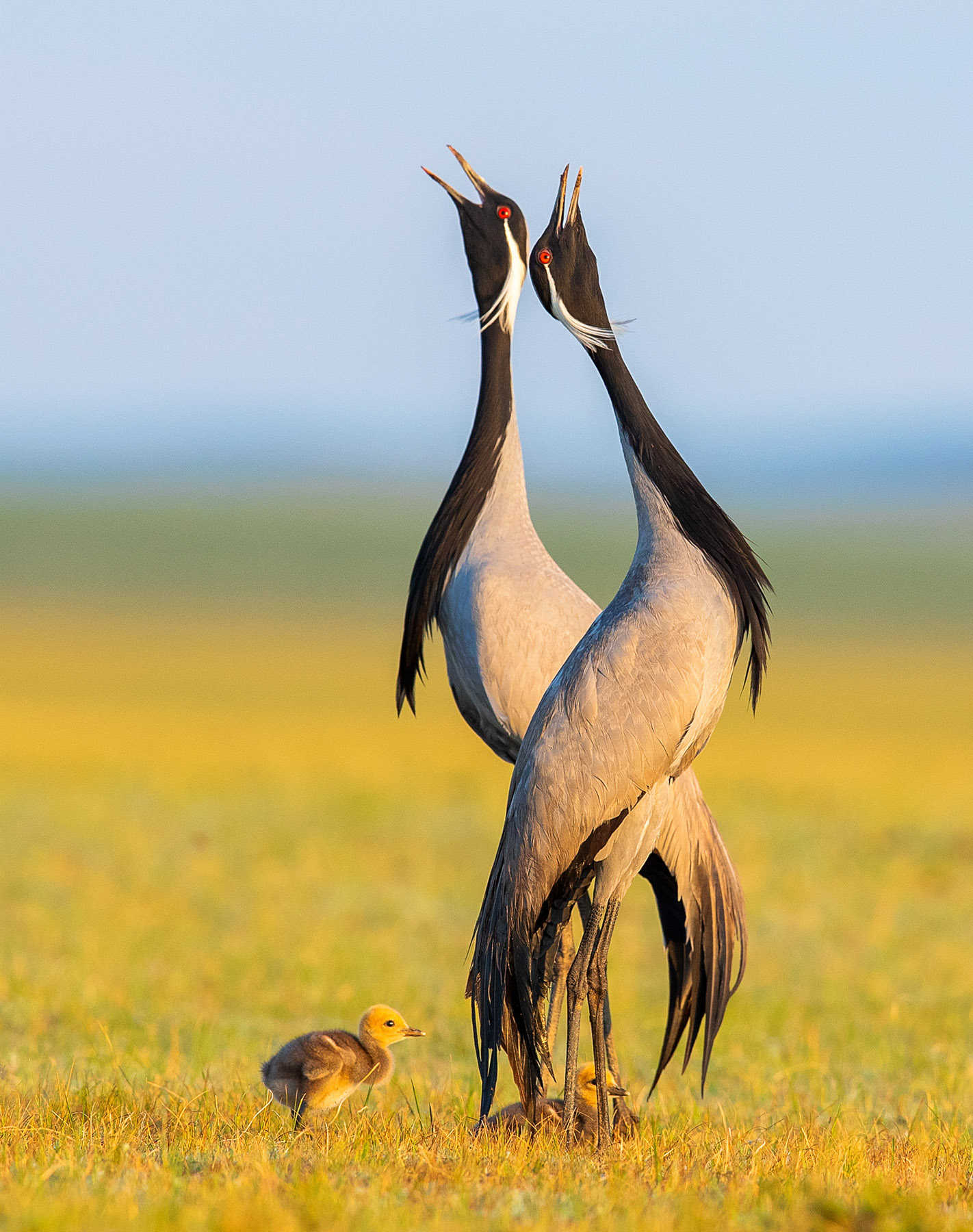 Demoiselle cranes call standing back to back