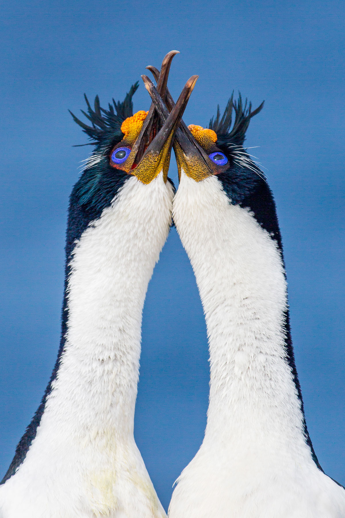 Imperial shags with their beaks entangled
