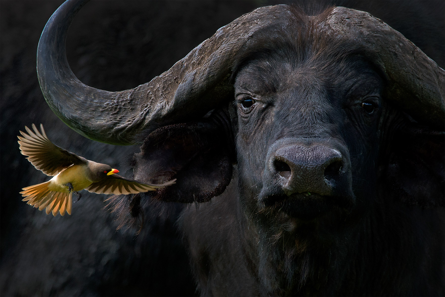 Oxpecker and buffalo captured next to each other