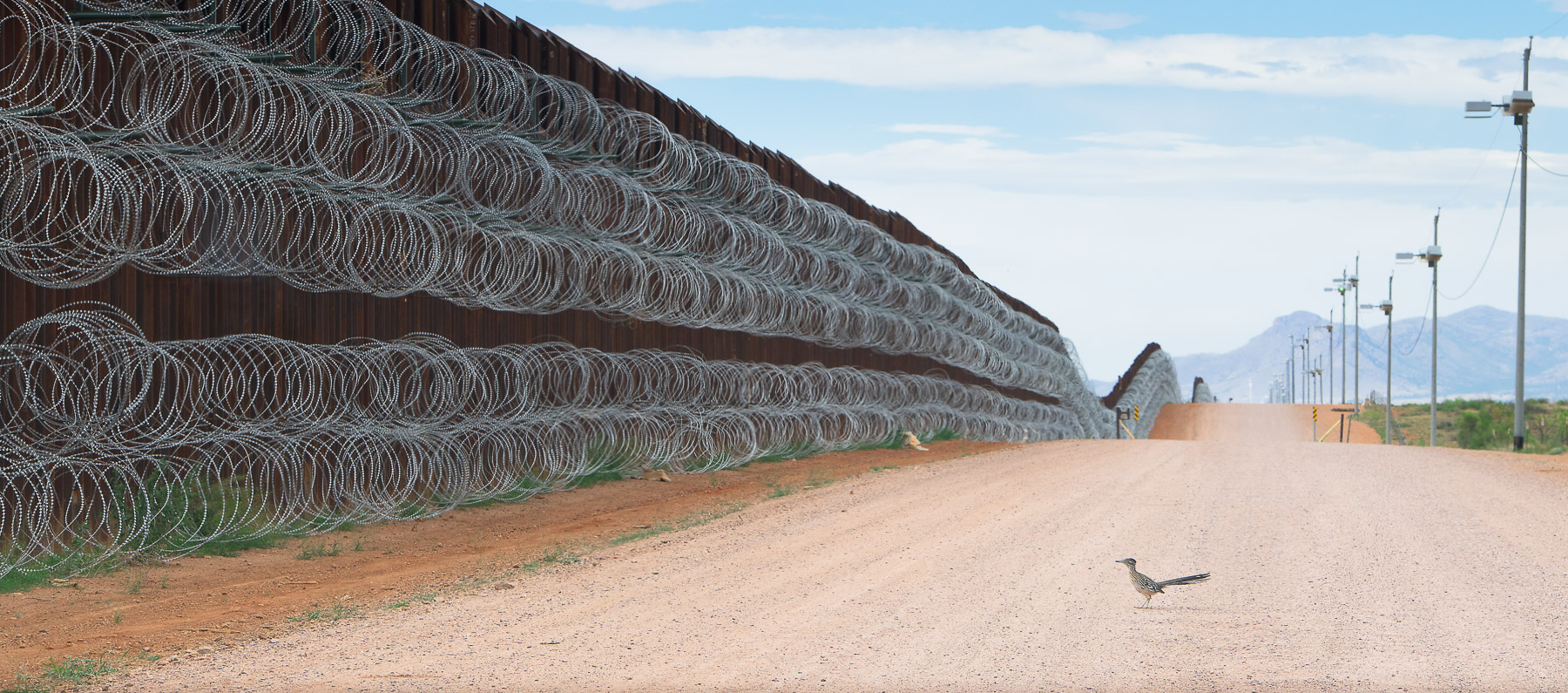 A greater roadrunner approaches the border wall at U.S.- Mexico border