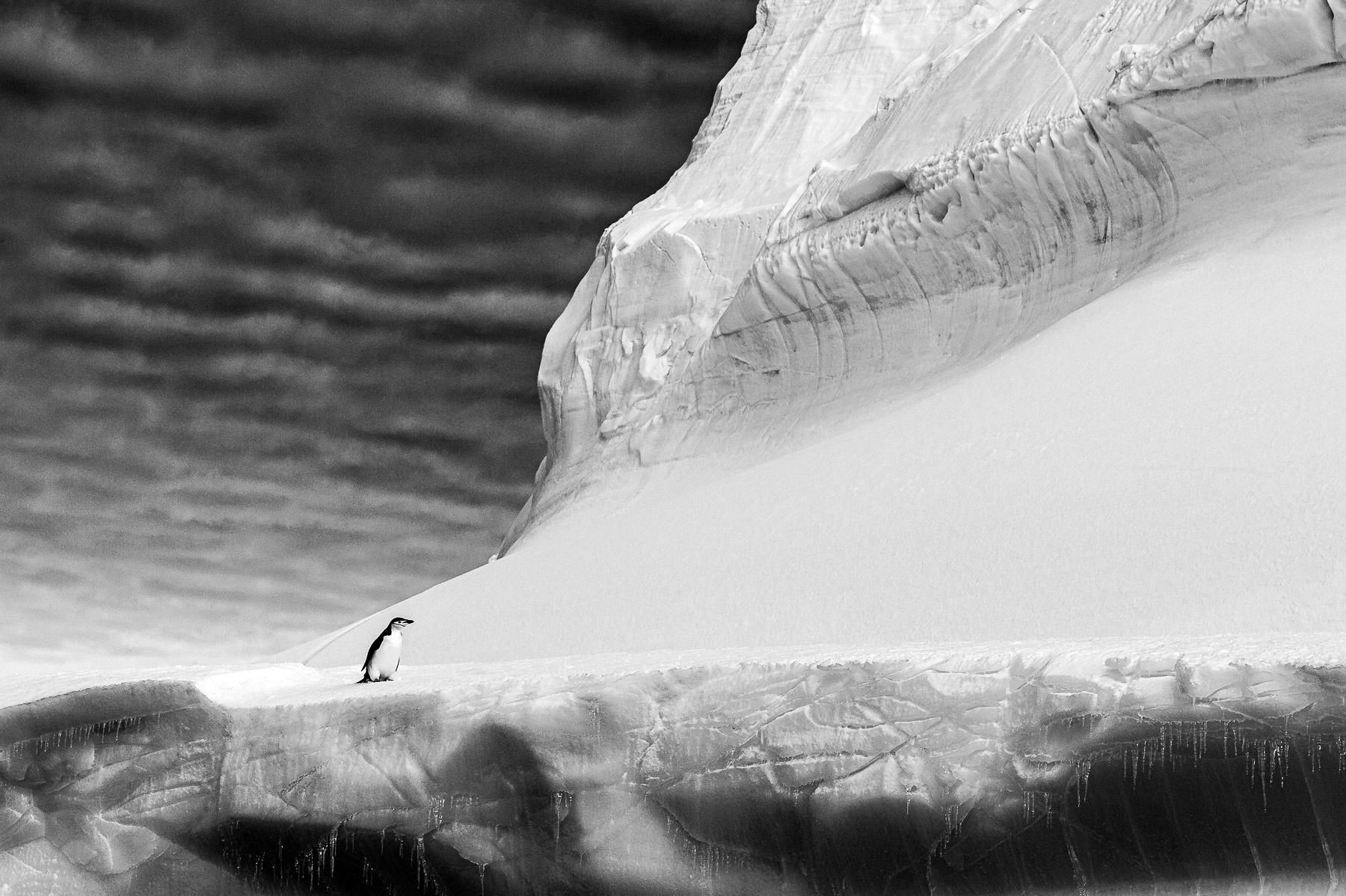 A chinstrap penguin on top of a giant iceberg