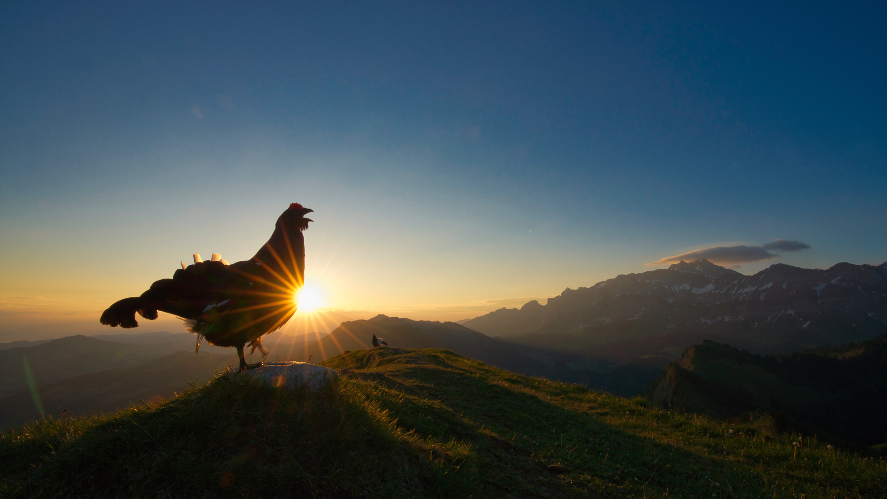 Black grouse lekking at sunrise.