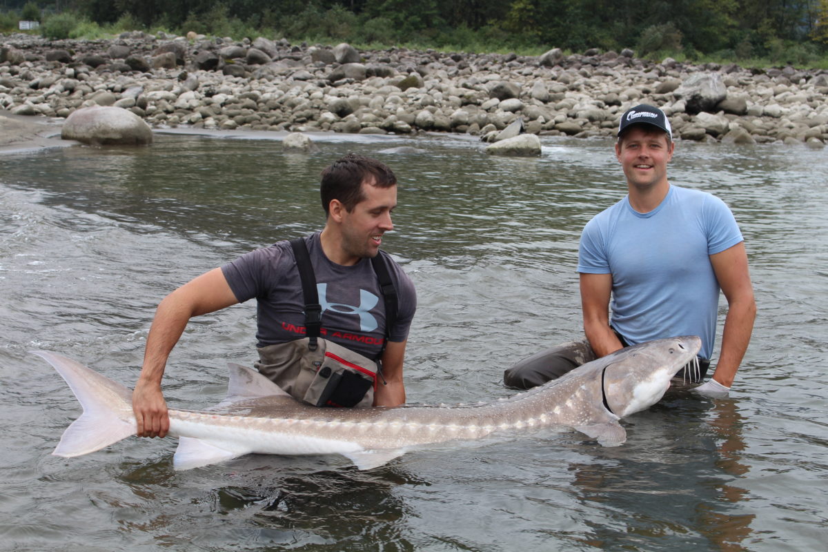 Two men holding a white sturgeon