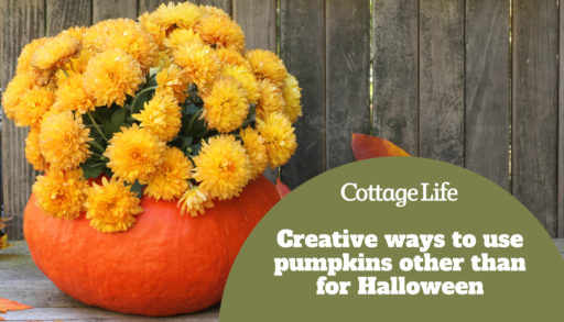 Mums planted in a gourd on a rustic wooden surface and background