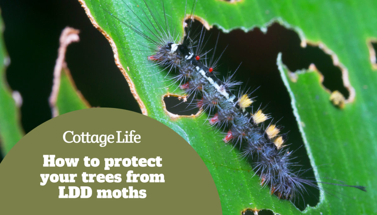 close up macro a gypsy moth caterpillar eating leaves. nature life