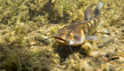 An adult brown bullhead catfish underwater