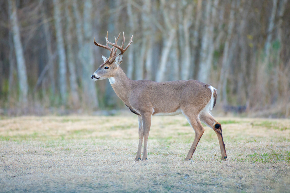 White-tailed deer