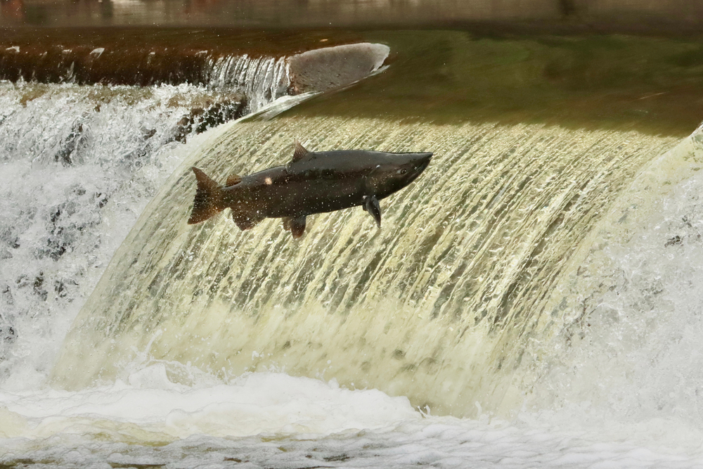 salmon run