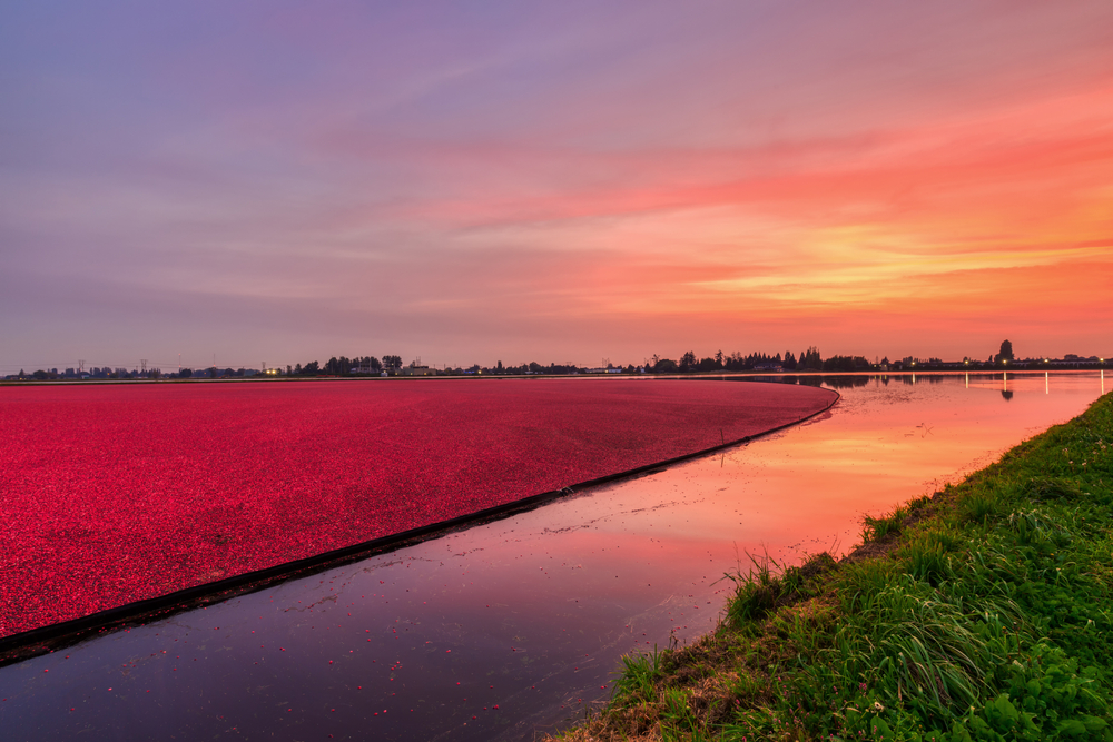 cranberry bog at sunset